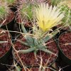 Leuchtenbergia _principis